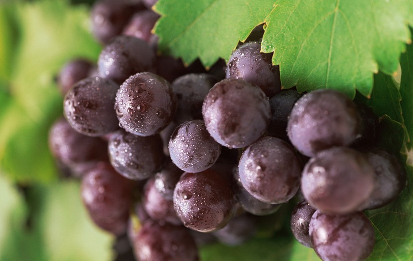 “葡萄美酒夜光杯”，敦煌陽關葡萄最甜美