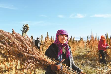 藜麥香飄新家園——天?？h易地扶貧搬遷工作掠影