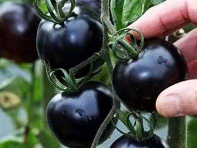 快看！蘭州新區(qū)高優(yōu)新特圣女果“黑羅漢”成熟待摘