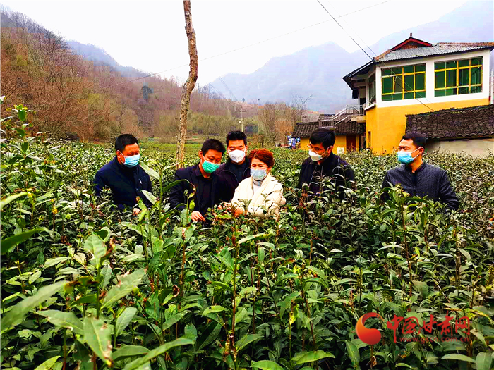 【甘肅全民戰(zhàn)“疫”】隴南武都區(qū)：疫情防控不放松  茶園春季管護忙