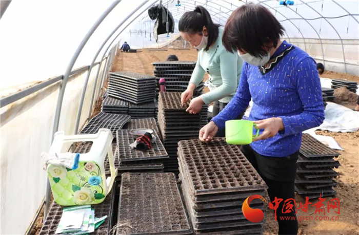 【甘肅全民戰(zhàn)“疫”】隴南徽縣：防疫生產兩手抓 辣椒育苗春種忙