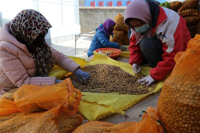 了不起！甘肅定西馬鈴薯良種出口7個(gè)國(guó)家
