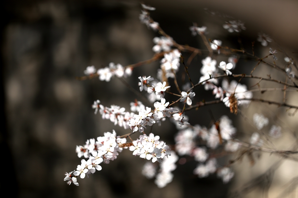 海報(bào)|花開隴原，甘肅這些景區(qū)正在復(fù)蘇！