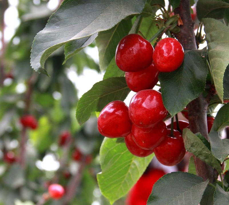 趕緊約起來！民勤紅旗谷櫻桃采摘園開園啦！