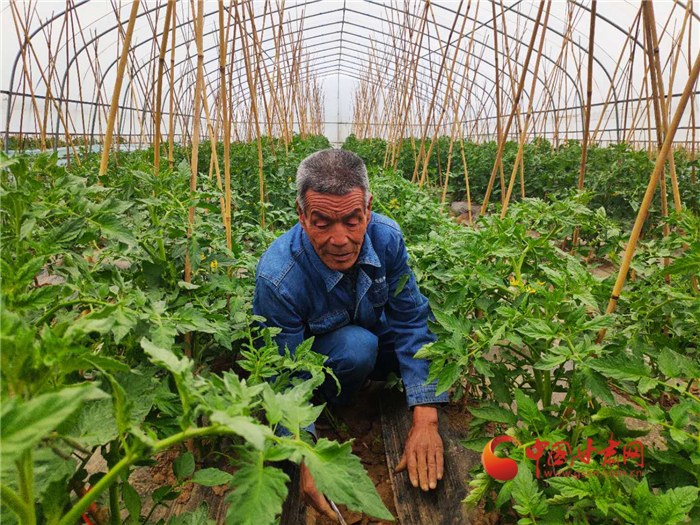 【甘肅省決戰(zhàn)決勝脫貧攻堅】白銀會寧菜農王彥全的致富新夢想