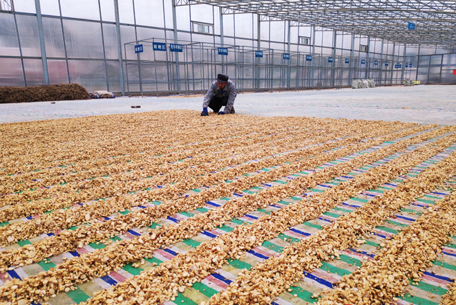 【甘肅省決戰(zhàn)決勝脫貧攻堅】天津幫忙建扶貧車間為會寧中藥材產業(yè)強筋骨