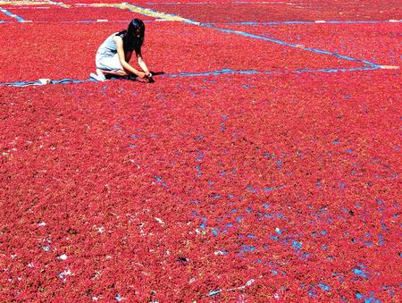 甘谷：產業(yè)鋪就小康路