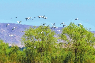 張掖黑河濕地國家級自然保護(hù)區(qū)高臺(tái)段