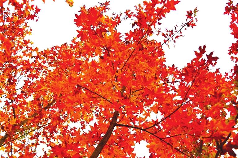 出彩啦！蘭州高校秋景驚艷來(lái)襲，快到秋日調(diào)色盤(pán)里pick你的母校