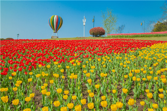 長(zhǎng)壽湖郁金香開得正好。羅云希 攝