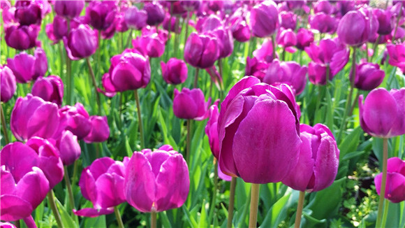 紫色郁金香。華龍網(wǎng)—新重慶客戶端袁舒含 攝