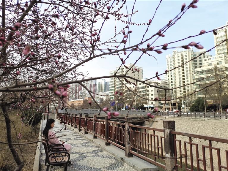 蘭州“第一朵花”開了！