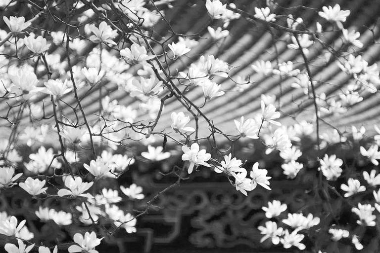 天水雙玉蘭堂，吟杜甫詩(shī) 煎泉水茶 賞白石書法