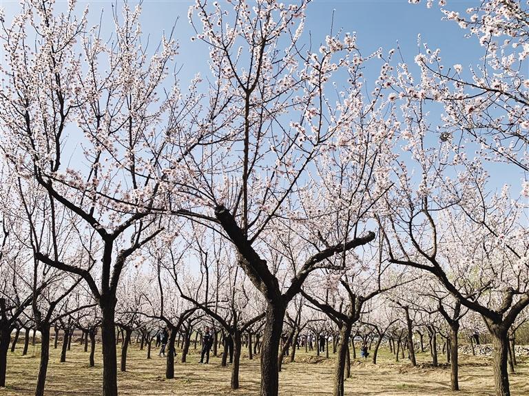 唐汪川的杏花開了！周邊游再添好去處