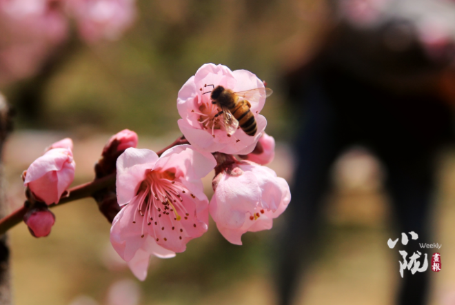 【小隴畫報·113期】最美人間四月天，灼灼桃花映秦安