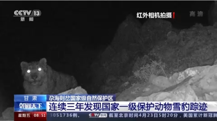 “大貓”出沒！甘肅尕海則岔保護區(qū)連續(xù)三年發(fā)現(xiàn)雪豹蹤跡