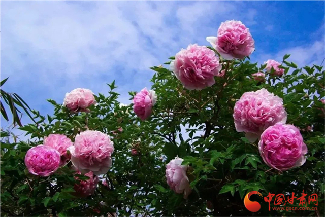 【五一游甘肅】暢游“臨洮縣紫斑牡丹文化旅游節(jié)”，這份攻略請(qǐng)收下！