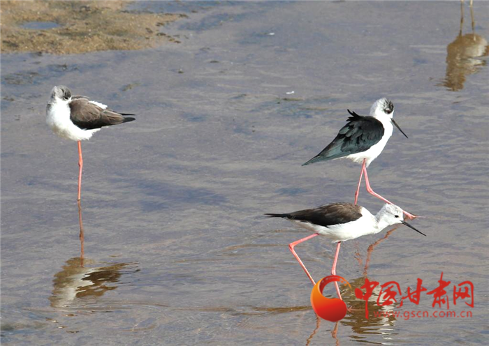 酒泉瓜州：生態(tài)濕地換新顏 荒漠戈壁變綠洲