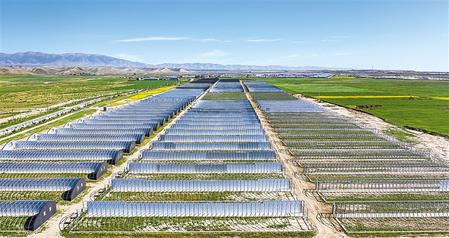 武威天?？h松山鎮(zhèn)德吉新村秀珍菇科技產(chǎn)業(yè)園初具規(guī)模