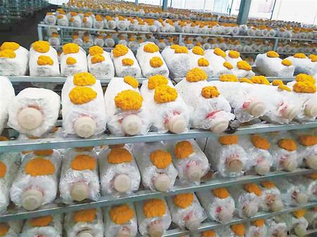 讓“光伏之光”照亮鄉(xiāng)村振興之路——定西渭源縣積極探索“光伏+農(nóng)業(yè)”產(chǎn)業(yè)模式