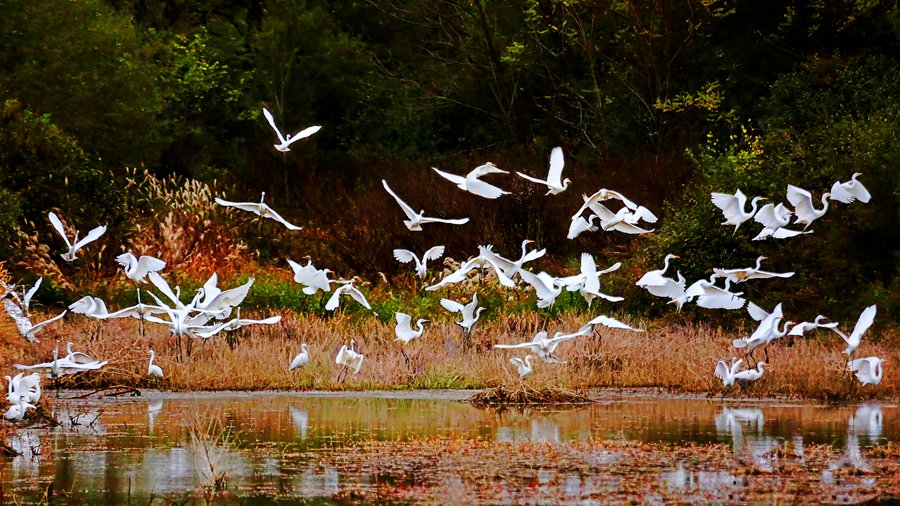 白鷺翩躚舞初冬。吳康軍攝