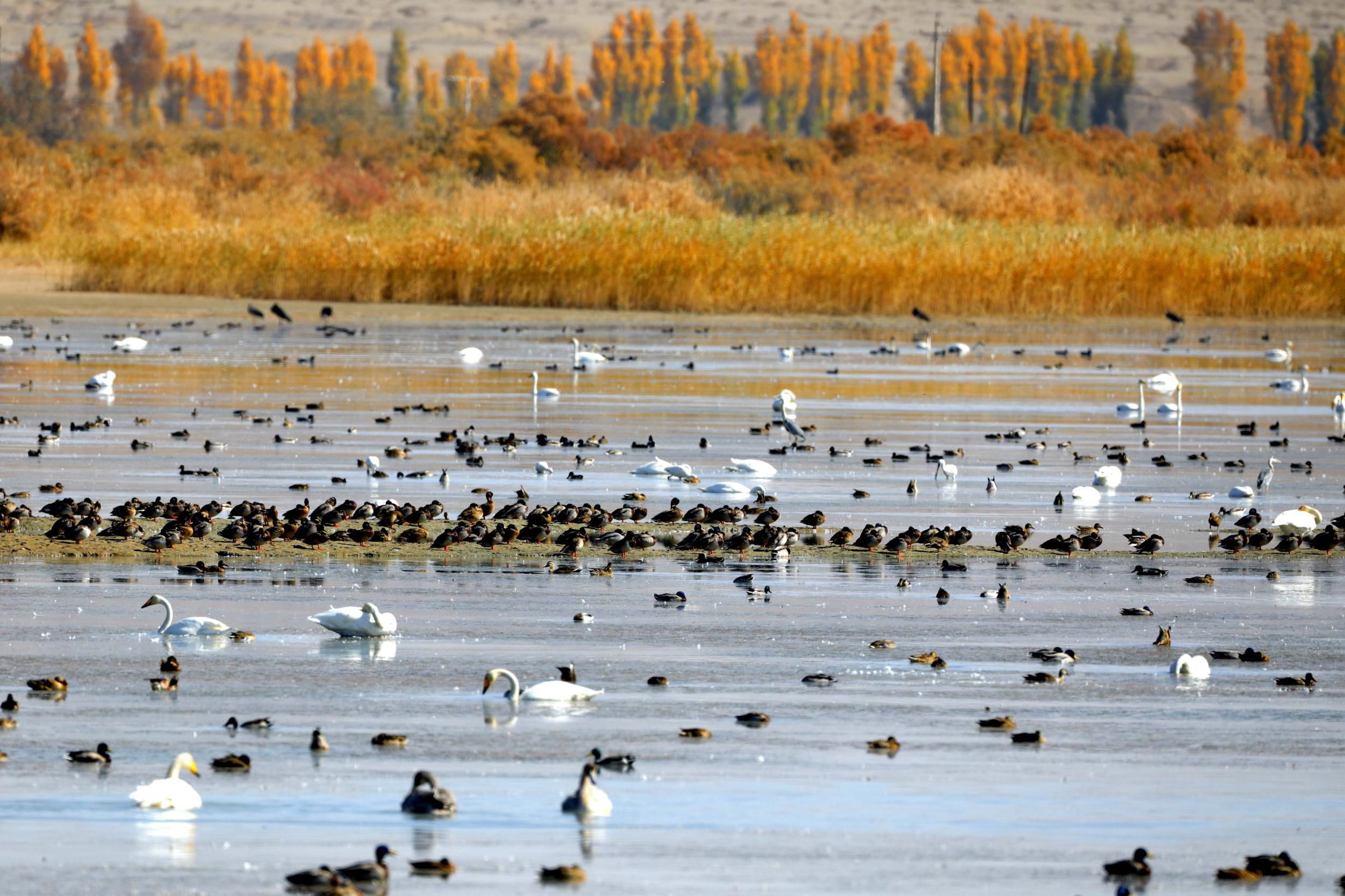 天鵝飛抵高臺縣黑河濕地嬉戲覓食、棲息越冬。尹昭霞攝