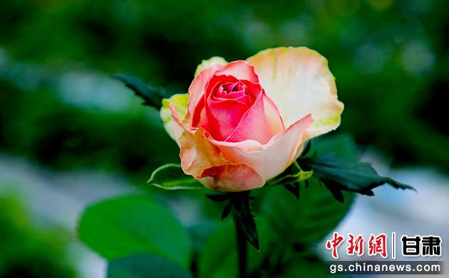 圖為在智慧溫室里盛開的玫瑰。馬玉林 攝