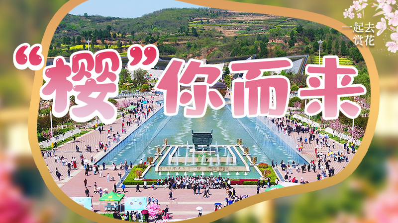 海報(bào)|春色爛漫，一組海報(bào)“云賞”櫻花盛開