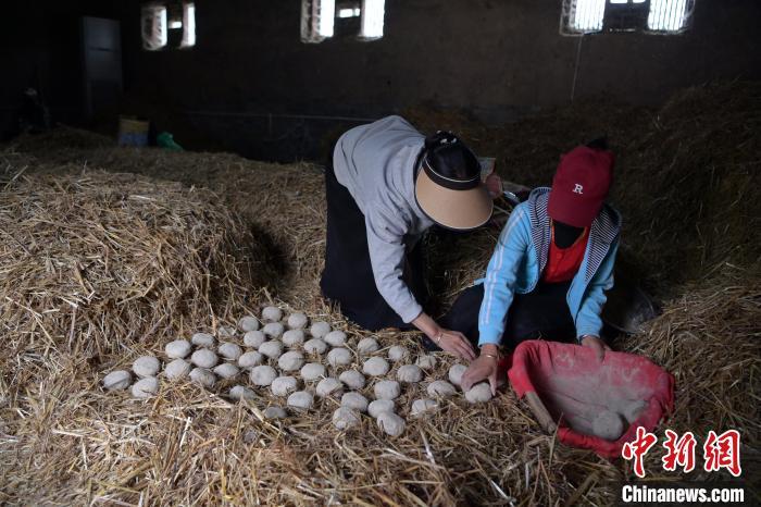 酒曲成型之后入曲房，入室之前要灑水，再鋪青稞草，防止曲塊的水分被吸走，曲房內(nèi)有通風道、窗戶、暖氣、電熱爐等各種控制曲房溫度的設備。圖為5月10日，工作人員將成型的曲塊搬運到曲房。九美旦增　攝