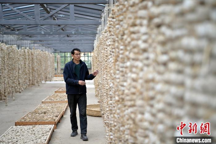 圖為5月10日，工作人員檢查晾曬的曲胚。九美旦增　攝