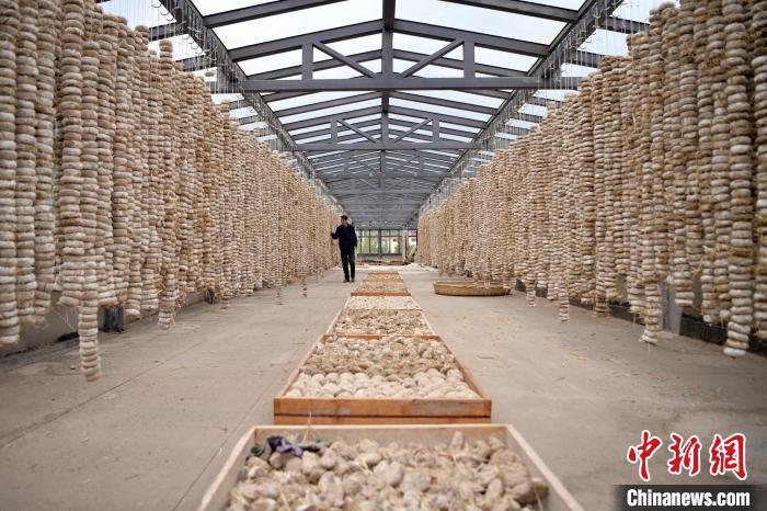 圖為5月10日，工作人員檢查晾曬的曲胚。九美旦增　攝