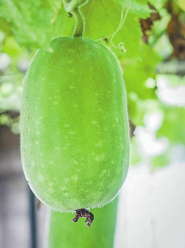 看史上最早"吃瓜群眾"花式切瓜 古人也能實(shí)現(xiàn)瓜果自由