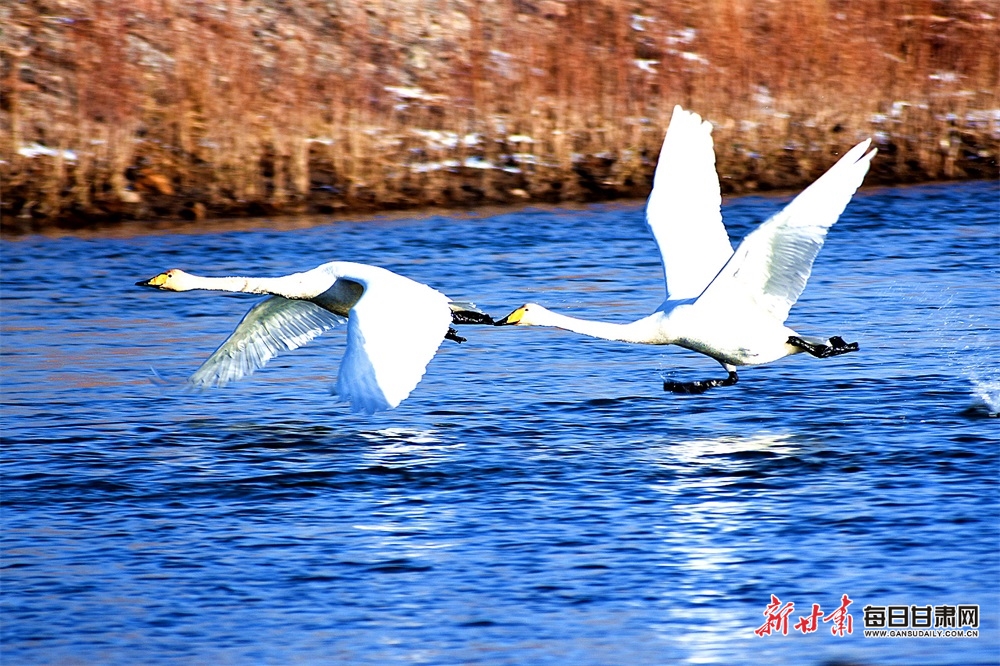 冬日候鳥(niǎo)舞動(dòng)黑河 共譜生態(tài)和諧樂(lè)章