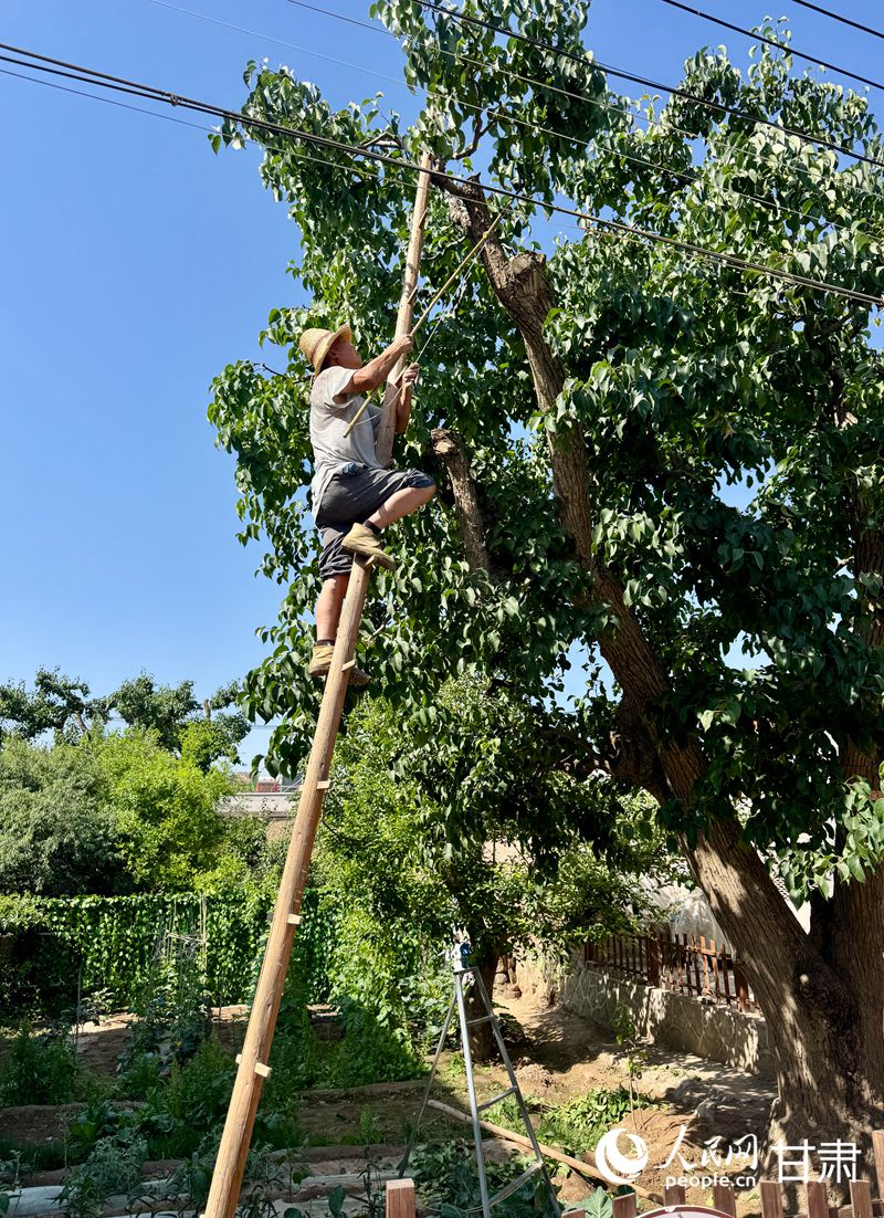 什川古梨園果農(nóng)魏至玉正踩著蜈蚣梯修剪自家的百年梨樹。人民網(wǎng)記者 焦隆攝